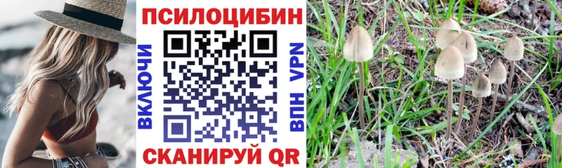 Купить закладки  Жердевка  Псилоцибиновые грибы Cubensis 